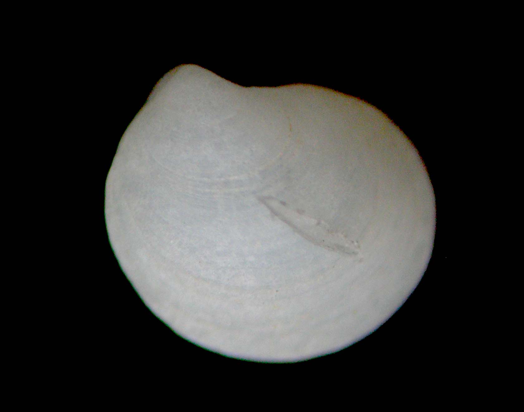 bivalve